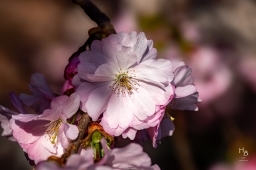 Körsbärsblommor i rosa och vitt